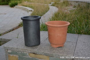 精品中號帶沿直筒盆 實(shí)用與美觀兼?zhèn)涞奶m花種植選擇